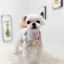 쿨독펫샵 이미지