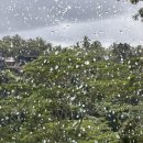 풀 | 우붓 더 카욘 정글 리조트 인피니트풀 후기