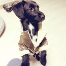 스타일나개 이미지