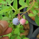 래빗아이 블루베리 열매(티프블루) 이미지