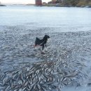 수천 마리 물고기떼 `바다에서 급속 냉동`, 포착 이미지