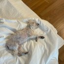 해마루 펜션 | 강화도 애견동반 해마루 펜션 수영장 잔디마당 있는 숙소