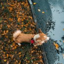 아이펫동물병원 이미지