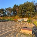 후동리 농장 Daum카페