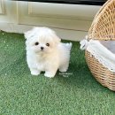비트켄넬 | [분양중] 별내강아지분양 현명하게 알아보는 말티즈책임분양 /// &#34;비트&#34;