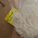 고위드테일 | 고위드테일 크런칩 성분 좋은 저칼로리 간식 저알러지 육포