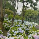 장생포고래로R | 6월 울산여행 장생포 수국축제 🪻고래바다여행선 불꽃놀이 주말가볼만한곳