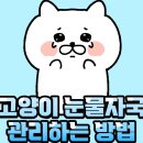 283. 고양이 눈물자국 관리하는 방법! 이미지