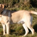 옐로우랩(Yellow Lab)