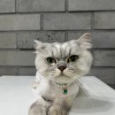 발라당냥 | 사자인줄 알았지만 순둥이였던 레오의 부평고양이미용실 발라당냥 교감미용