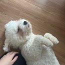 방배천로16길 21 이미지