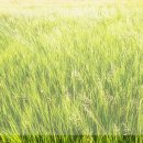 세인트폴리아 이미지