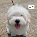 어썸테일즈 이미지