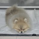 엘동물병원 이미지