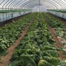 설피농장 이미지