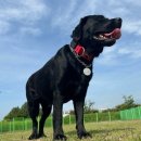 요천생태습지공원 애견놀이터 이미지