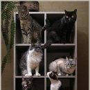 고양이집 이미지