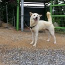 청주진도견연구소 이미지