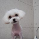 블링펫샬롱
