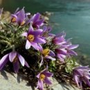 뻐꾸기PC 이미지