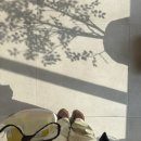 조이웰니스 | 올리브베러광화문, 올리브영 웰니스, 오르조보리차