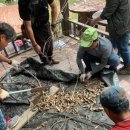 내린천약초 이미지