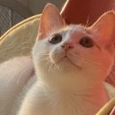 우리집코코 이미지