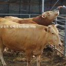 거대한우농장 이미지