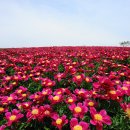 의성꽃화원 이미지