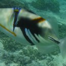 세븐가든 이미지