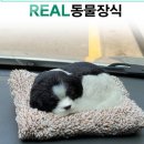 케이자동차