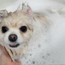 봄날의댕댕이 이미지