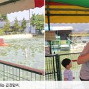 물고기하나아이 네이버블로그
