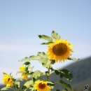 산자연