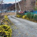 국화농장 이미지