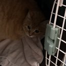 보담동물병원 | 부산 고양이 건강검진 _ 보담동물의료센터