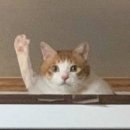 Hello 이미지
