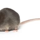 울산하나방역