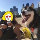 해운대도그워커 이미지