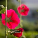 하루언니 이미지