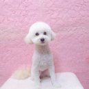 예쁘다 펫살롱 이미지