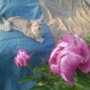 낭만고양이 이미지