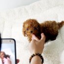 렛츠개릿 | 갈색토이푸들분양 후회 없는 선택~♪