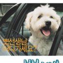 뽀삐애견 이미지