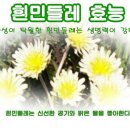 흰 민들레의 효능과 부작용 이미지