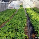 최명식농장 이미지