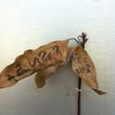 가시리마을 이미지