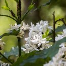 커피나야 이미지