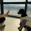 펫글뷰티 이미지