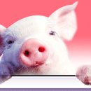 예쁜돼지 이미지